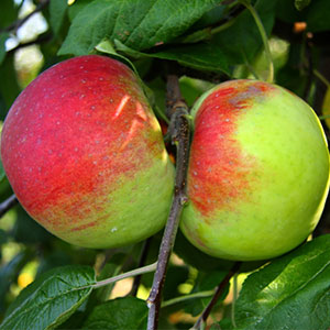 Jabłko rodzaju Cortland