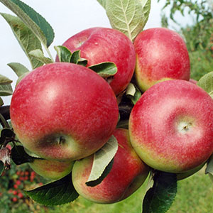 Jabłko rodzaju Delikates