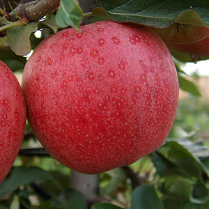 Jabłko rodzaju Gala